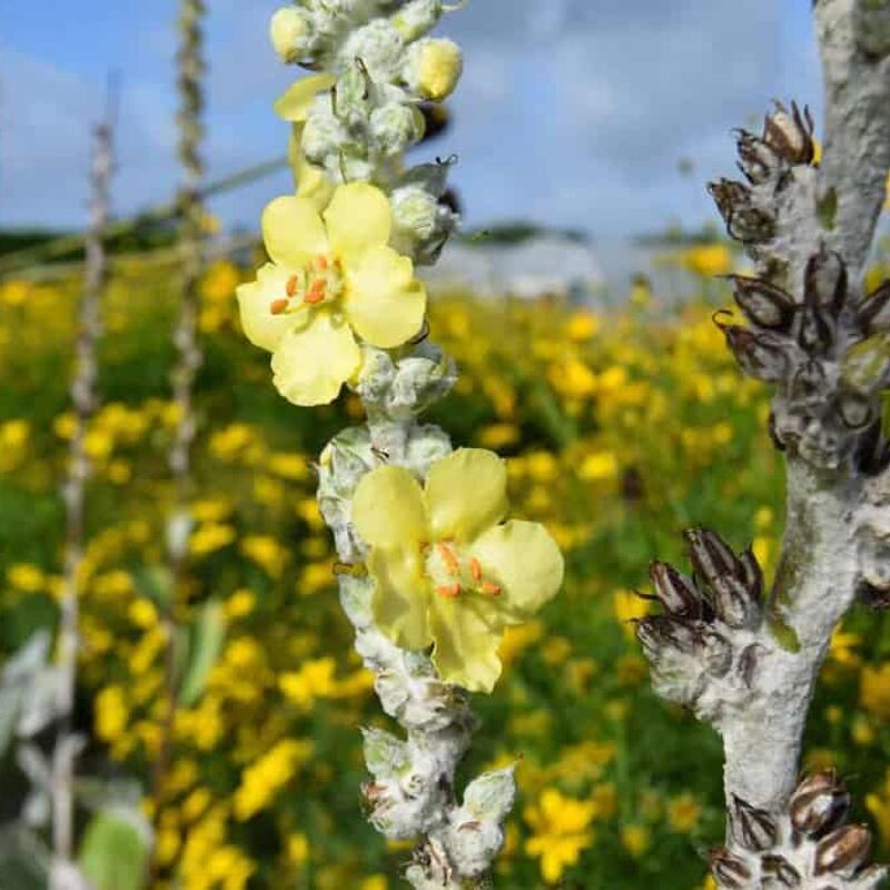 Verbascum bombyciferum ---